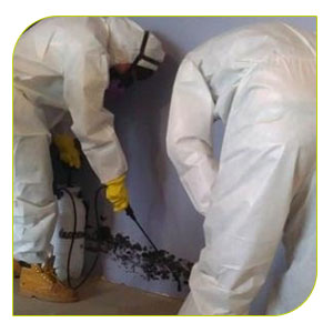 καταπολέμηση κοριών με χ΄ρηση εντομοκτόνων 